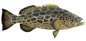 BLACK GROUPER (Mycteroperca bonaci) found in the western Atlantic from Massachusetts south to southern Brazil, including Bermuda, the Gulf of Mexico, Bahamas and Caribbean Sea.  Adults appear to be absent in the northernmost portion of this range near Massachusetts.  This fish is a grayish olive color with dark grayish brown spots, or kiss-like marks, on its sides that form rectangular chain-like patterns or hexagonal shapes.  The pectoral fins have a yellowish orange margin.  It has a protruding lower jaw and unlike gag, the bottom of the black grouper’s cheek (preopercle) is gently rounded with no notch.
Maximum observed age:  33 years
Age at maturity:  ~5 to 7 years
Maximum weight:   220.46 pounds (100 kilograms)
Maximum length:  59.06 inches (150 centimeters)
Minimum Size Limit	24 inches total length
Regulatios: Closed from February 1- March 31
Life History and Distribution
Black grouper lives offshore and prefers rocky bottoms and coral reefs.  Juveniles inhabit inshore areas in seagrass beds and mangroves.  Younger fish move into deeper waters as they mature. Adults are solitary but they do form spawning aggregations.  Spawning occurs during winter months from November to May but varies by region.  As protogynous hermaphrodites, black grouper start as female and most transition to male around 15.5 years.