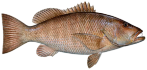 Cubera snapper (Lutjanus cyanopterus), also known as Cuban snapper, inhabit the western Atlantic Ocean from Nova Scotia south to Brazil; however, it tends to frequent tropical waters.  This fish is the largest snapper in its geographical distribution.  Cubera snapper may often be confused with gray (mangrove) snapper because of its similar coloration.  It is dark to pale reddish gray.  This fish tends to have a slenderer body than other snappers.  Juveniles can have pale bars along their sides but these fade with age.  Comparatively little is known about this species of snapper.
Maximum observed age:  55 years
Age at maturity:  ~ 4 to 5 years
Maximum weight:  125.66 pounds (57 kilograms)
Maximum length:  63 inches (160.02 centimeters)
Minimum Size Limit: 12 inches total length.
Life History and Distribution
Cubera snapper is rarely seen above Florida and in the Gulf of Mexico.  Adults are solitary reef-associated fish, inhabiting nearshore rocky ledges and overhangs.  To spawn, cubera snapper aggregate over deep water to release their eggs.  Spawning occurs in late summer in the Caribbean.  Eggs are released offshore, and pelagic larvae are carried by currents.  Juveniles shelter from predators in inshore mangrove and seagrass habitats.