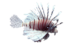 The Red Lionfish (Pterois volitrans), is a member of the Rockfish and Scorpionfish or Scorpaenidae Family, known in Mexico as pez león rojo. Globally, there are twelve species in the genus Pterois, with just this one species found in Mexican waters of the Atlantic Ocean. Note: this species has recently been shown to be a hybrid of the Common Lionfish, Pterois miles, and the Soldier Lionfish, Pterois russelii, and thus is not a valid species from a scientific perspective.
The Red Lionfish has a moderately compressed body. The Red Lionfish is highly variable in appearance but is pale red to whitish and zebra-banded with 8 broad brown  to blackish bars, each one separated by several thin dark bars. The head is similarly marked with the bars at the rear being diagonal and extending into the chest. The anal, caudal and soft dorsal fins are spotted with wide margins.. Their mouth is equipped with numerous small teeth. Their head is large with a steep profile, a long tentacle over the eyes, numerous spiny projections and fleshy tabs above and below the mouth, and branched barbells under the lower jaw. Their anal fin has 3 spines and 7 rays; their first dorsal fin has 13 spines that are very elongated with featherlike membranes in between; their second dorsal fin has 11 rays; and, their pectoral fins have 13 to 15 rays and are long and fanlike. Their body is covered with cycloid scales, but the skin is smooth to the touch.
The Red Lionfish is found in all Mexican marine habitats of the Atlantic Ocean, normally as solitary individuals or in small groups while mating. It is found within coastal and off shore waters with coral and rocky reefs at depths up to 304 m (1,000 feet). They reach a maximum of 47 cm (18 inches) in length and 1.4 kg (3 lbs 2 oz) in weight. They prefer living near rocky coral reefs which gives them ample access to food and places to hide. They are generally slow-moving and take shelter during daylight hours and emerge and are active nocturnally. They are currently considered to be one of the top predators in many coral reef environments of the Atlantic Ocean. They are lie-in-wait ambush predators that consume over 50 species of fish, being limited only by the size of their mouth, swallowing their prey whole. They also consume crabs and shrimps. They are known to practice cannibalism. They rely on their unusual coloration and venomous spines for protection. In its native range they are known to be preyed upon by large bony fishes and coastal sharks; in the Western Atlantic they have few, if any, natural predators. Reproduction occurs in harems of one male and several females. They are prolific breeders and capable of reproducing monthly year-round. They are gonochoristic, sexually dimorphic, and broadcast spawners. Each female will release two batches of eggs into the water column which are immediately fertilized externally by the males and then attach themselves to intertidal rocks and corals. Each female can lay up to 30,000 eggs each mating season and 2,000,000 eggs per year. The eggs hatch into planktonic larvae within thirty-six hours and the larval stage duration is one month. They have life spans of ten years.
The Red Lionfish is a straightforward easy identification that cannot be confused with other species found in Mexican waters of the Atlantic Ocean with the possible exception of the Common Lionfish, Pterois miles (10 dorsal fin rays, 6 anal fin rays; small anal, caudal and dorsal fin spots).
The Red Lionfish is currently a resident of the majority of Mexican waters of the Atlantic Ocean including the Gulf of Mexico and the east coast of the Yucatán Peninsula in the Caribbean. If they are not present currently, they will be shortly.
From a conservation perspective the Red Lionfish is currently considered to be of Least Concern with stable, widely distributed populations. However, their long term future is of concern due to the decline in native coral reef environments causing a loss of food sources. The Red Lionfish is native to the Indio-Pacific and is considered to be a highly invasive species to Mexican waters of the Atlantic Ocean. Their introduction is believed to have occurred in the mid-1980s and is attributed to either aquarium releases or from the ballast water of large ships, or both. As such they have become firmly established and have a limited number of documented predators. Their high rates of predation and diverse prey have been attributed to the decline in local fish densities, threating the fragile ecosystems and drastically disrupting long established food chains. They are utilized as a human food in some parts of the world. They are utilized extensively by the aquarium trade and are common in both public aquariums, and considered to be a showstopper in home aquariums. They are also a component of the diving trade pursued heavily by recreational divers. The Red Lionfish is highly venomous and their spines can inflict stings that can last for days and cause extreme pain in humans. Medical attention should be sought immediately if one is stung by a Red Lionfish. Finally, the Red Lionfish has generated a significant amount of attention from the scientific community trying to assess their impact on the ecosystems of the Caribbean. Caution: As with all Scorpionfish, the Red Lionfish should be treated as “hazardous” and released as soon as possible, being careful not to allow their poisonous spines to penetrate the skin. They are considered to be one of the most venomous fish in the Atlantic Ocean.