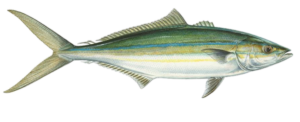 The Rainbow Runner (Elagatis bipinnulata) is a member of the Jack or Carangidae Family, and is known in Mexico as arcoiris and macarela salmón. It is the only global member of the genus Elagatis, and it is found in Mexican waters of both the Atlantic and the Pacific Oceans.
The Rainbow Runner has an elongated fusiform body that taper at both ends that has a depth that is 21% to 25% of standard length. They are dark olive-green to blue dorsally and white ventrally. They have 2 narrow light blue or bluish-white horizontal stripes along their sides straddling a broad olive or yellowish stripe. Their fins have an olive or yellow tint. Their head and snout are pointed. They have a small mouth that opens at the front and ends well before the eyes. Their anal fin has 1 standalone spine followed by 1 spine and 18 to 20 rays following by 2 standalone rays; their caudal fin is deeply forked; their first dorsal fin has 6 spines; their second dorsal fin has 1 spine and 25 to 28 rays; their pectoral fins are short; and, their pelvic fins have 1 spine and 5 rays. Their soft anal fin base is significantly shorter than their soft dorsal fin base. They have 6 or 7 gill rakers on the upper arch and 15 to 20 fill rakers on the lower arch. Their body is covered with small oval scales. Their lateral line has a slight arch anteriorly.
The Rainbow Runner is a pelagic species found in the epipelagic zone in and around coral and rocky reefs in large schools from near the surface to depths up to 149 m (490 feet). They reach a maximum of 1.8 m (5 feet 11 inches) in length. As of October 15, 2020, the International Game Fish Association world record stood at 17.05 kg (37 lbs 9 oz) with the fish caught in coastal waters off Clarion Island in November 1991. They feed on crustaceans, small fish, and squid. Reproduction occurs via the release of pelagic eggs spawned during the summer. The Rainbow Runner is poorly studied with very limited information available about their lifestyle and behavioral patterns including specific details on age, growth, longevity, movement patterns, diet, habitat use, and reproduction.
The Rainbow Runner is a wide-ranging and circumtropical species found in the Atlantic Ocean and western and eastern Pacific Ocean. In Mexican waters they are a resident of all waters of the Atlantic Ocean including the Gulf of Mexico and the Caribbean; in the Pacific they are limited to the tip of the Baja, Baja California Sur, throughout the Sea of Cortez, and along the coast of the mainland south to Guatemala.
The Rainbow Runner can be confused with the Rainbow Chub, Sectator ocyurus (wider body) and the Jack Mackerel, Trachurus symmetricus (lacks blue stripes).
From a conservation perspective the Rainbow Runner is currently considered to be of Least Concern with stable, widely distributed populations. They are a target of both commercial and recreational fishermen. Commercially they are caught with hook and line, gill nets and seines at a level of 20,000 tons per year and marketed fresh and dried-salted and considered to be excellent table faire. They are a by-catch of the tuna fishery. They are caught infrequently by recreational anglers  but considered to be an excellent sportsfish.