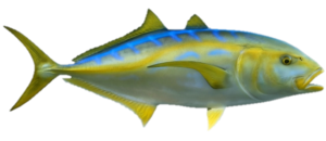 The Yellow Jack (Carangoides bartholomaei), is a member of the Jack or Carangidae Family, and known in Mexico as cojinuda amarilla. There are twenty-two global members of the genus Carangoides, of which four are found in Mexican waters, two in the Atlantic and two in the Pacific Ocean.
The Yellow Jack has a moderately deep compressed elongated body which is typical of the genus Caranx. They are pale yellow to greenish-blue dorsally transitioning to silver ventrally. Their fins have a golden-brown tinge. Larger fish are more yellow and have bright yellow fins. Juveniles have 5 vertical bands which fade to blotches and then disappear with maturity. Their head is slightly curved and their eyes have well-developed adipose eyelids. Their mouth is relatively small and does not reach the eyes; it is equipped with narrow bands of villiform teeth on both jaws. Their anal fin has 2 standalone spines followed by 1 spine and 21 to 24 rays; their caudal fin has slender base and is deeply forked; their first dorsal fin has 7 spines; their second dorsal fin has 1 spine and 25 to 28 rays; and, their pectoral fins are longer than the head. Their anal fin has slightly pronounced lobes and is similar to the second dorsal fin. They have 6 to 9 gill rakers on the upper arch and 18 to 21 gill rakers on the lower arch. Their body is covered with smooth scales. Their lateral line has a slightly extended anterior curve with 22 to 28 scutes.
The Yellow Jack is found on and adjacent to offshore reefs, in the sandy shallows of the Caribbean Islands, and in open waters at depths up to 50 m (165 feet). They reach a maximum of 1.0 m (3 feet 4 inches) in length and 14 kg (36 lbs) in weight. As of October 15, 2020, the International Game Fish Association world record stood at 10.77 kg (23 lbs 12 oz) with the fish caught from coastal waters off Duck Key, Florida in November 2013. Adults are solitary or found in small groups. They consume small fish including blennies, parrotfish, snappers, and wrasses. In turn they are preyed upon by larger fish and marine mammals; juveniles are preyed upon by sea birds. Reproduction occurs in groups of approximately 300 fish during the winter months. The eggs are pelagic and fertilized externally. Juveniles live near the surface among sargassum weed and jellyfish for protection from predation.
The Yellow Jack is a resident of all Mexican waters of the Atlantic Ocean including the Gulf of Mexico and the Caribbean.
The Yellow Jack is fairly similar to five other Jacks: the Bar Jack, Caranx ruber (blue stripe on top of back), the Black Jack, Caranx lugubris (black scutes), the Blue Runner, Caranx crysos (caudal fin with black tips), the Crevalle Jack, Caranx hippos (gill cover with black spot), and the Horse-eye Jack, Caranx latus (prominent black scutes).
From a conservation perspective the Yellow Jack is currently considered to be of Least Concern with stable, widely distributed populations. They are targeted by commercial fishermen being caught by hook and line, seines, and trawls, but nominal levels. They are marketed fresh or salted and their meat is considered fair to good but is known to contain ciguatoxin significantly reducing their importance as a food fish.  They are caught by recreational anglers also at nominal levels.