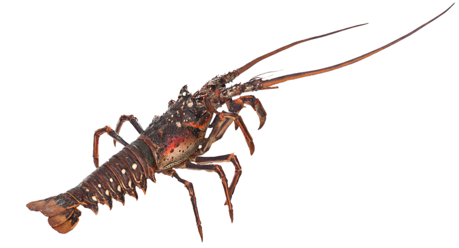 Caribbean Spiny Lobster. Scientific Name: Panulirus argusFamily: PalinuridaeCategory: Spiny LobstersSize: 6 in. to 2 ft.  Depth: 3-200 ft. (1-60 m)Distribution: Caribbean, Bahamas, Florida