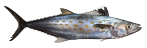 Spanish Mackerel (Scomberomorus maculatus), is one of the most common members of the Mackerel or Scombridae Family, that is also known as the Atlantic Spanish Mackerel and in Mexico as sierra común. Globally there are eighteen species in the genus Scomberomorus, of which five are found in Mexican waters, three in the Atlantic and two in the Pacific Ocean.The Spanish Mackerel has an elongated, strongly compressed, fusiform, and torpedo-shaped body. They are greenish-blue dorsally and transition to silvery white ventrally and on their lower sides. Their first dorsal fin is black. Their sides have 3 or 4 rows of numerous elliptical yellow to bronze spots with larger fish having more spots than smaller fish. Their head has a short pointed snout and a modest-sized mouth that extends to the rear margin of the eyes and is equipped with a single row of large, uniformly-sized, closely-spaced teeth on each jaw. Their anal fin does has 16 to 20 rays and is followed by either 8 or 9 finlets; their caudal fin is deeply forked with 1 large and 2 smaller keels at its base; their first dorsal fin has 17 to 19 spines; their second dorsal fin  has 17 to 20 rays and closely follows the first and is higher and similar in shape to the anal fin, and is followed by 8 or 9 finlets; and, their pectoral fins are short. They have 11 to 16 gill rakers. Their body is covered with small scales and their lateral line gradually curves down toward the caudal fin base.The Spanish Mackerel is a coastal pelagic schooling species found in the subtropical and tropical waters off North America and the Caribbean. They are found from the surface to depths up to 35 m (115 feet) in waters with temperatures between 20oC (68oF) and 30oC (86oF) and travel in large schools near the surface and close to shore. They are dimorphic with females living longer and being larger than males. Females reach a maximum of 1.01 m (3 feet 4 inches) in length and 5.9 kg (13 lbs 0 oz) in weight; males reach a maximum of 48 cm (19 inches) in length. As of October 15, 2020, the International Game Fish Association world record for length stood at 64 cm (2 feet 1 inches) with the fish caught from coastal waters off Marathon, Florida in December  2011. The corresponding world record for weight stood at 5.89 kg (13 lbs 0 oz) with the fish caught in coastal waters off North Carolina in November 1987. The Spanish Mackerel make long seasonal migrations very close to shore moving northward during the summer when water temperatures increase and return in the fall. Juveniles grow rapidly until age 5, then experience slower growth. They are voracious opportunistic predators and consume small fish including anchovies, clupeids, and herrings as well as cephalopods and shrimp on a limited basis. They are preyed upon by larger pelagic fish including sharks and tuna, marine mammals including bottlenose dolphins, and various sea birds. Reproduction is oviparous with each female broadcasting gametes into the water column that are quickly fertilized by males. Eggs are pelagic and generally hatch within 25 hours. Females have lifespans of up to 11 years; males have lifespans of up to 6 years.The Spanish Mackerel is a resident of all Mexican waters of the Atlantic including the Gulf of Mexico and the Caribbean but only on a seasonal basis.The Spanish Mackerel is very similar in appearance to the Cero, Scomberomorus regalis (yellow-orange stripe along mid-flank), the small King Mackerel, Scomberomorus cavalla (first portion of dorsal fin not black; abrupt drop in lateral line mid-body), and the Sierra Spanish Mackerel, Scobmeromorus brasiliensis (absent from Mexican waters, found in Belize waters. It is also virtually identical to the Gulf Sierra, Scomberomorus concolor and the Pacific Sierra, Scomberomorus sierra, both found only in the Pacific Ocean.From a conservation perspective the Spanish Mackerel is currently considered to be of Least Concern with stable, widely distributed populations. In the United States they are closely monitored and heavily regulated with seasonal closures and daily bag and length limits, however, they are totally unregulated in Mexico. They are a highly sought after commercial and recreational fish. Commercially, they are caught primarily with purse seines at levels of 10,000 tons annually in the southeastern United States as the use of drift gill nets was banned in 1989. They are sold fresh for use in sushi, frozen and smoked, however, they have a very short shelf-life and are known to contain ciguatoxin. I recommend that these fish be consumed the day of catch or not at all. They are strong foes for recreational anglers and caught from boats via trolling or from beaches, drifting boats, piers, and jetties with jigs, spoons, and live bait with the use of wire leaders being essential. They are considered to have a high food value.