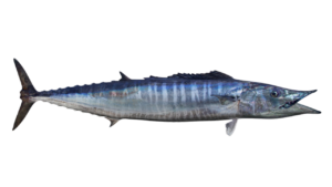 The Wahoo (Acanthocybium solandri), is a member of the Mackerel or Scombridae Family, and is known in Mexico as peto or WAHOOOO! This fish is the only species in the genus Acanthocybium and one of the few species found in Mexican waters of both the Atlantic and the Pacific Ocean.
The Wahoo has an elongated slightly compressed fusiform body that is designed aerodynamically for speed. They are iridescent blue-green dorsally and transition to silver ventrally with 24 to 30 irregular striking vertical cobalt blue bars on their sides, some of which are double “Y” shaped. They have a large mouth with a long pointed beak-like snout and strongly compressed triangular finely serrated sharp teeth. Their anal fin has 12 to 14 rays followed by 9 finlets; their caudal fin is deeply forked with 2 small keels separated by 1 large keel at the base; their first dorsal fin has long base with 23 to 27 spines; their second dorsal fin has 12 to 16 rays followed by 8 or 9 finlets; and, their pelvic fins are inserted below the pectoral fins. They have do not have gill rakers. Their body is covered with small scales. Their lateral line is complete and curves abruptly under the first dorsal fin.
The Wahoo is a global pelagic species found worldwide in tropical and subtropical waters. They are mainly found offshore from the surface to depths up to 295 m (970 feet) but will approach the shore in pursuit of small baitfish when food is abundant. They reach a maximum of 2.5 m (8 feet 2 inches) in length and 83.5 kg (184 lbs) in weight. As of October 15, 2020, the International Game Fish Association world record stood at 83.5 kg (184 lbs) with the fish caught in coastal waters off Cabo San Lucas, Baja California Sur, in July 2005. They are a highly migratory species and move to cooler waters during the summer months. They travel as solitary individuals or in small schools of up to 100 individuals. They are known to collect in and around drifting objects such as driftwood and patches of seagrass. This website includes a Weight From Length Conversion Table for the Wahoo allowing one to estimate with good accuracy the weight of a fish from its fork length. This allows the pleasure of catching a fish, determining its weight, and returning it to the ocean unharmed to live another day. The Wahoo is one of the fastest fish in the ocean capable of quickly accelerating to speeds of 100 km per hour (60 mph). They are opportunistic predators that feed primarily on other pelagic fish including tuna, flyingfish, dorados, jacks, herrings, pilchards, scads, and lanternfish as well as squid. They are preyed upon by various sharks, specifically the Silvertip Shark, Carcharhinus albimarginatus, and other large predatory fish. They have the ability to escape many predators due to their swimming speeds and strong endurance. They are relatively abundant, fast growing, and very fecund. Reproduction is oviparous with very short reproduction times. Females reach their reproductive age in 1 year and males in 2 years. Females are multiple batch spawners and highly fecund; they are known to spawn every 2 to 6 days or a total of 20 to 26 times a year releasing up to 100,000,000 eggs per year. Fertilization is external and the eggs and larvae are pelagic. Juveniles grow quickly and can triple their length in one year and then grow at about 4.0 cm (1.5 inches) per month thereafter. They are fast growing but have a high mortality rate. They have lifespans of up to 9 years.
The Wahoo is a resident of all Mexican waters of the Atlantic and the Pacific Oceans. In the Pacific they are absent from north of Loreto, Baja California Sur, within the Sea of Cortez.
The Wahoo is a straightforward identification that cannot be confused with any other species.
From a conservation perspective the Wahoo is currently considered to be Least Concern with stable, widely distributed populations. They are not currently fished commercially, most likely because they are not a schooling species and therefore difficult to catch in abundance. They are caught primarily by longliners as a by-catch of other commercial fisheries targeting billfish, dorado, and tuna and have been taken at increasing rates, although catch levels are poorly documented. They have a wide global distribution with annual catch levels estimated at 8,000 tons. There are a limited number of global controls in place to help with conservation of this species. They are considered a quality food fish but also known to contain ciguatoxin and to accumulate mercury. They are marketed on a limited basis fresh, frozen, salted or smoked. In many parts of the world, they are caught by artisanal commercial fishermen to meet local demands. They are a highly targeted gamefish, especially in Mexican waters of the Pacific being prized for their initial burst of epic speed. In Southern Baja, way too much time is spent pursuing Wahoo, primarily for bragging rights, with a very low return on investment. They are normally pursued with trolled purple lures, chrome yo-yo iron, or trolled live bait with the best being the Jack Mackerel, however, the use of steel wire cable as a leader is essential.