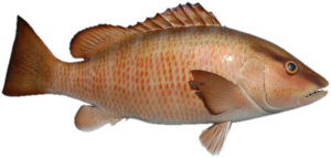 Gray snapper(Lutjanus griseus), also called mangrove snapper or “mangoes,” are found throughout the Gulf of Mexico. They can vary in coloration, but are generally dark gray and brown on the upper half, with pink and orange coloration on the lower half of the fish. Their tail is broad and slightly forked. Males and females are largely indistinguishable from one another. Two stocks exist in the southeastern US: the Gulf of Mexico stock, and the Atlantic stock.
Maximum observed age: 32 years; 28 years
Age at Maturity: 2 years
Maximum weight: 48.83 lbs (22.15 kg) whole weight.
Maximum length: ~35 inches (89 cm)
Minimum Size Limit: 12 inches total length
Life History and Distribution
Gray snapper occur in tropical, subtropical and warm temperate waters from Brazil to Bermuda, and throughout the Gulf of Mexico and Caribbean Sea. Spawning occurs primarily in the summer months, between May and September. Gray snapper spend their first month of life in a larval phase, floating as plankton. As juveniles, gray snapper settle nearshore in estuaries, seagrass beds or shallow reefs, and gradually move offshore as they grow larger. Adults are often reef- or structure-associated.
