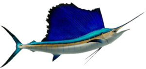 Sailfish (Istiophorus platypterus), is a member of the Billfish or Istiophoridae Family, and is known in Mexico as pez vela. They are one of the smallest members of the family. This is the only species in the genus Istiophorus and it is found in Mexican waters of both the Atlantic and the Pacific, being one of the few fish found in Mexican waters of both oceans. Note: some members of the scientific community believe that the Sailfish found in the Atlantic is a separate species, the Atlantic Sailfish, Istiophorus albicans. The two fish are morphologically the same, although the Pacific species can weigh up to 100 kg (220 lbs) while the Atlantic species achieves a maximum of only 60 kg (132 lbs) in weight. I have elected to treat them as one and the same species.
The Sailfish has an elongated fairly compressed body. They have a long slender bill with a rounded cross section and a high sail-like first dorsal fin that is much larger than the body depth. They are dark silver in color with 20 bluish vertical bars on their sides and transition to pale silver ventrally. The membrane in their first dorsal fin is blue-black with numerous dark spots. Their head has a prolonged upper bill, relatively small eyes, and a mouth equipped with small teeth. Their anal fin has 2 spines and 12 to 25 rays; their first dorsal fin has a long base with 47 to 53 rays; their caudal fin is large and strongly forked; their second dorsal fin is very small and located at the rear; their pectoral fins are long and pointed; and their pelvic fins are very long and almost reach the anal fin; and there are 2 keels on the side of their tail base. Their lateral line is visible and curved over the pectoral fins and is straight toward the tail base. Their body is covered with small triangular scales.
The Sailfish is an oceanic and epipelagic species that is highly migratory but usually found in coastal environments above the thermocline at depths up to 40 m (130 feet). They are known to form small schools comprised of three to thirty individuals. They prefer water temperatures between 21oC (70oF) to 28oC (84oF). They reach a maximum of 3.48 m (11 feet 5 inches) in length. As of October 15, 2020, the International Game Fish Association world record stood at 100.24 kg (221 lbs 0 oz) with the fish caught in coastal waters off Ecuador in February 1947. In contrast the same record for a fish from the Atlantic stood at 64.6 kg (142 lbs 6 oz) with the fish caught in coastal waters off Lobito Angola. A Sailfish Weight from Length Conversion Table has been included in this website to allow the accurate determination of fish weight from length so that these fish can be returned to the ocean unharmed (strongly recommended). They feed primarily on fish including halfbeaks, mackerel, and small tuna, crustaceans, and cephalopods and use their bill to spear and stun prey. Reproduction is via pelagic eggs with each female capable of releasing up to 5,000,000 eggs annually. Juveniles are fast growing and seldom seen by humans. They have a lifespan of up to 13 years.
The Sailfish are widespread and is a resident of all waters of the Atlantic and the Pacific  Oceans with the exception that they are absent from the northern 20% of the Sea of Cortez.
The Sailfish cannot be confused with any other species due to its enormous dorsal fin.
From a conservation perspective the Sailfish is currently considered to be of Least Concern with stable widely distributed populations. The Mexican Government has placed a ban on the catch and sale of Sailfish by commercial fishermen. The Sailfish is caught primarily by artisanal fishermen and as a bycatch of longline and purse seine fisheries. Annual catch rates are on the order of 2,000 metric tons. They are a highly prized targeted big game species, primarily due their phenomenal acrobatic aerial displays. Due to their poor food value they are not of commercial interest and normally a “catch and release.” In some cultures they are utilized on a limited basis for sashimi and sushi, broiled and baked, and sold fresh, smoked, and frozen.