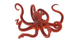 Octopus
Scientific Name: Octopus briareus
Family: Octopodidae
Category: Octopuses
Size: 1 to 2 ft. (30 to 60 cm)  
Depth: 15-75 ft. (5-23 m)
Distribution: Caribbean, Bahamas, Florida
