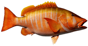 Dog Snapper(Lutjanus jocu).
Color brown with a bronze tinge, lighter on sides; canine teeth very sharp, one pair notably enlarged, visible even when mouth is closed; in adults, pale triangle and a light blue interrupted line below the eye; no dark spot on body underneath dorsal fin.
Similar Fish: schoolmaster, L. apodus (no white triangle under eye and fins are more yellow); other snappers.
Where found: large adults OFFSHORE over coral and rocky reefs; juveniles associated with estuaries.
Size: large snapper, attaining 30 pounds.
Remarks: spawns from spring through fall; known as night feeder; taking fishes, mollusks, and crustaceans.